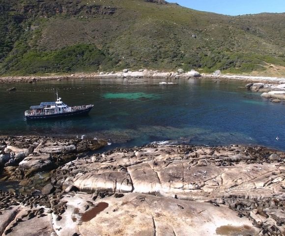 A small white and blue passenger boat floats in a clear blue bay next to a rocky coastline covered in numerous seals.