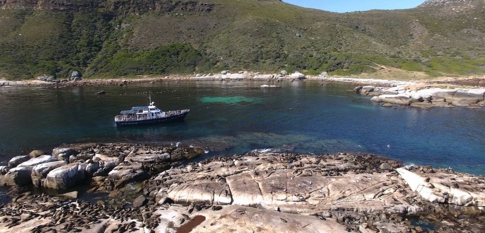 A small white and blue passenger boat floats in a clear blue bay next to a rocky coastline covered in numerous seals.