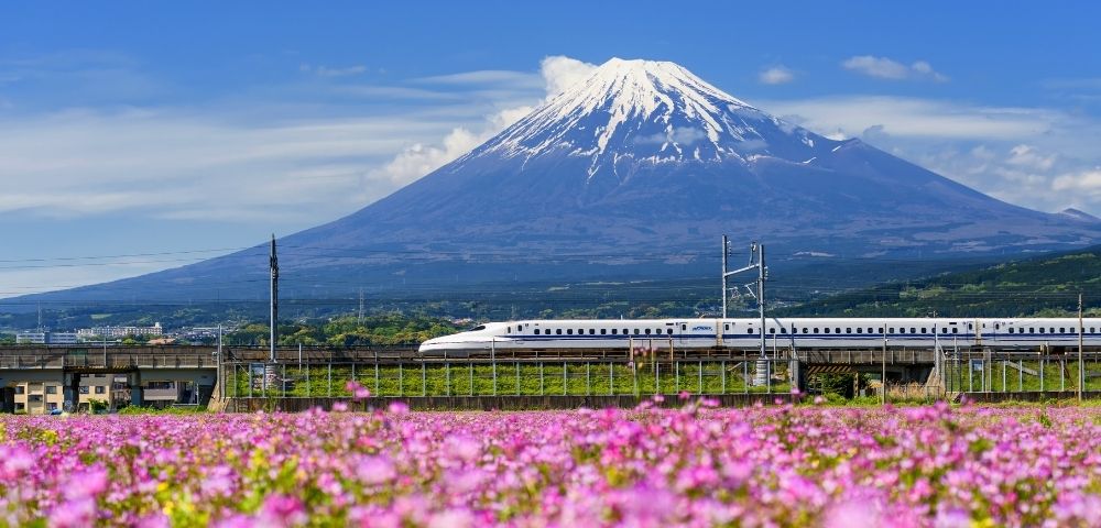 A white bullet train travels on an elevated track in front of a field of pink cosmos flowers, with the snow-capped Mount Fuji in the background under a blue sky.