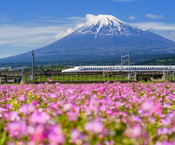 A white bullet train travels on an elevated track in front of a field of pink cosmos flowers, with the snow-capped Mount Fuji in the background under a blue sky.