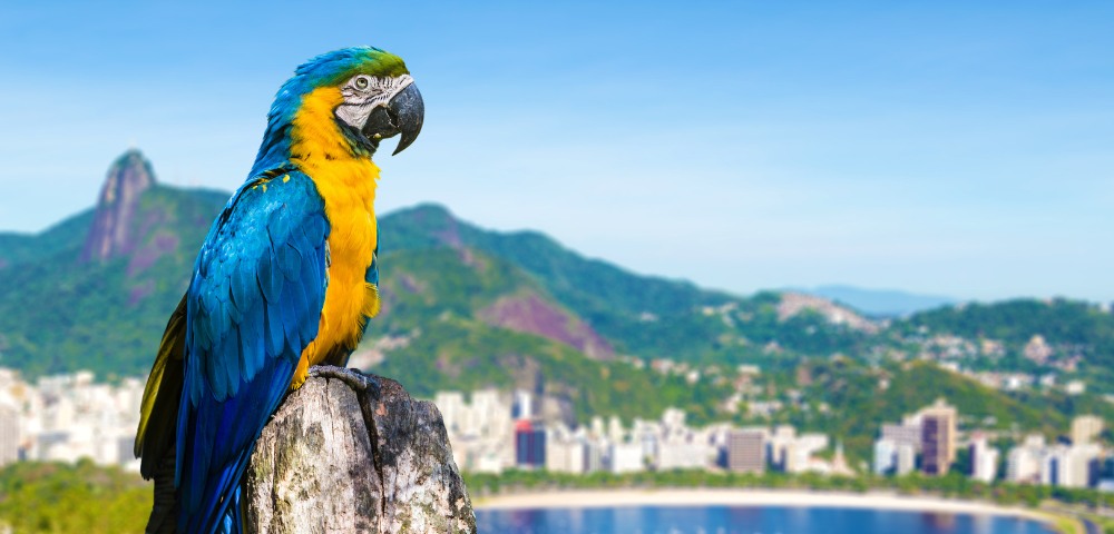 Blue and yellow macaw perched on a rock with a cityscape and green hills in the background under a clear blue sky.