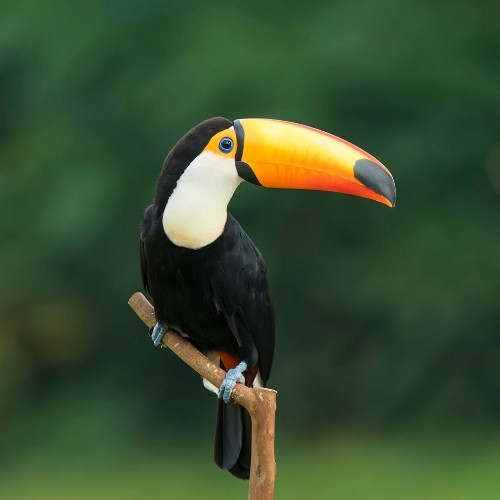 A vibrant toucan with a striking orange beak perches on a branch against a blurred green background, showcasing its black and white plumage.