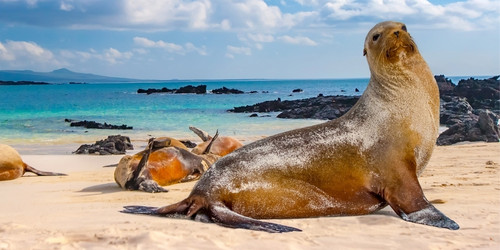 Sea lion poses gracefully on a sandy beach with turquoise waters and rocky outcrops in the background under a bright, partly cloudy sky.