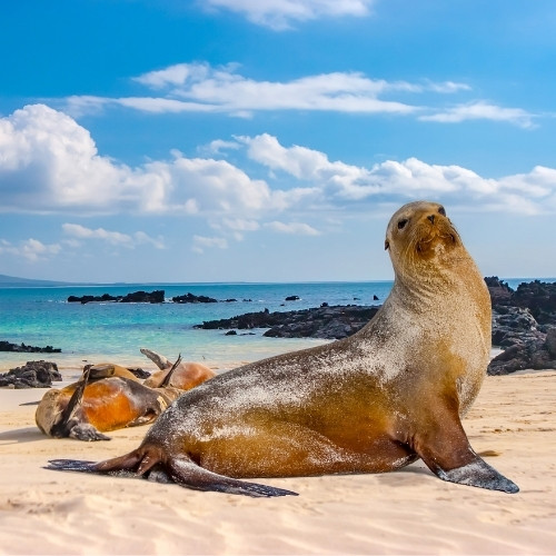 Sea lion poses gracefully on a sandy beach with turquoise waters and rocky outcrops in the background under a bright, partly cloudy sky.