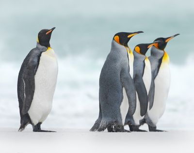 Four king penguins stand together on a sandy beach, facing the ocean. Their black, white, and orange plumage contrasts with the cloudy, pale sky.