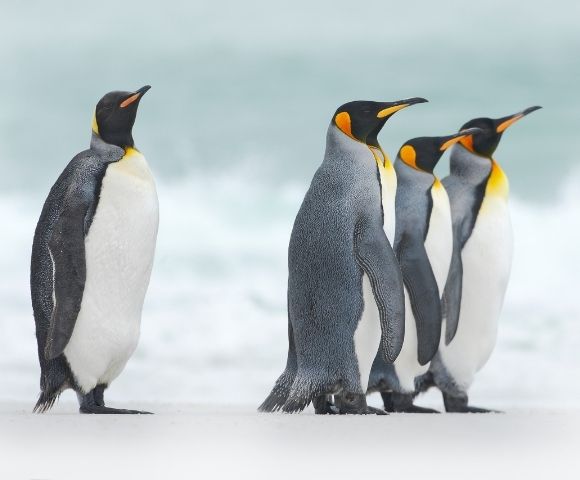 Four king penguins stand together on a sandy beach, facing the ocean. Their black, white, and orange plumage contrasts with the cloudy, pale sky.