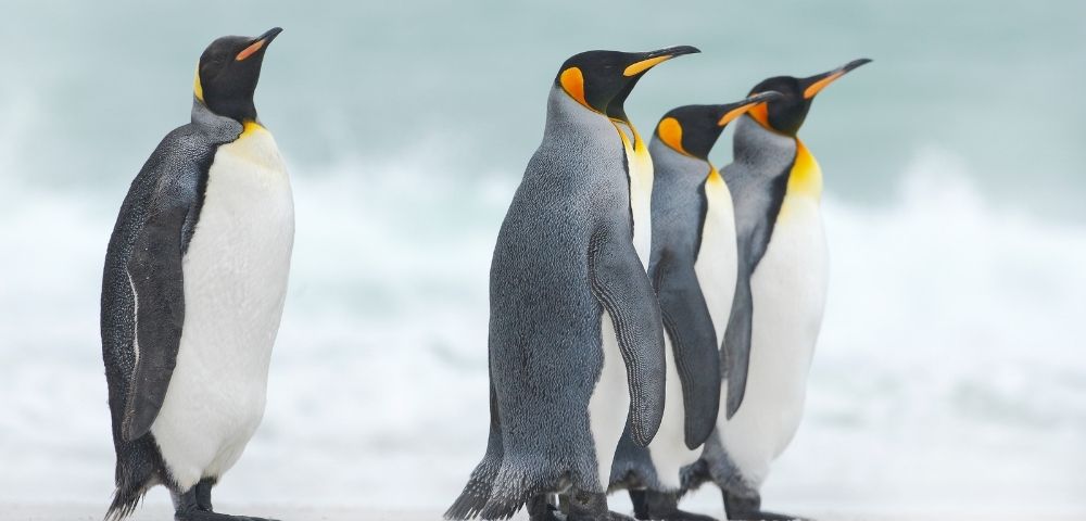 Four king penguins stand together on a sandy beach, facing the ocean. Their black, white, and orange plumage contrasts with the cloudy, pale sky.