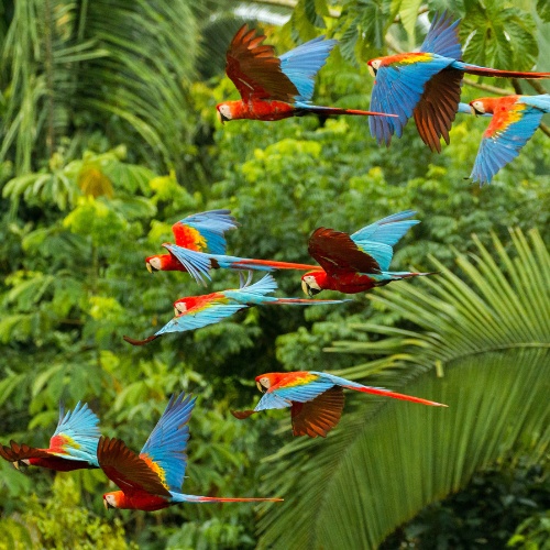 A vibrant flock of macaws with red, blue, and yellow plumage soars over lush green foliage, conveying a sense of freedom and natural beauty.