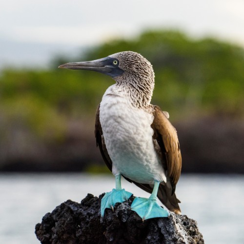 A blue-footed booby with distinctive blue feet and brown wings stands on a rock by the water, set against a blurred green and gray background.