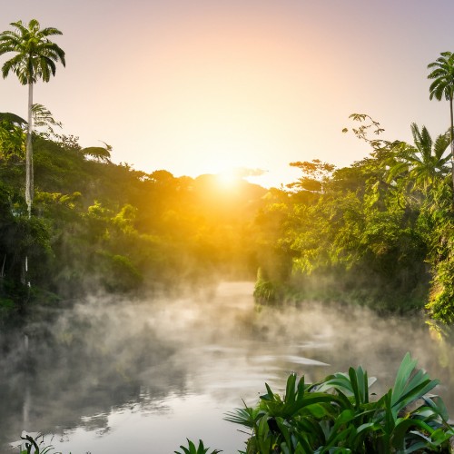 Serene sunrise over a misty tropical river, surrounded by lush green trees and tall palms. The warm glow creates a tranquil, idyllic atmosphere.