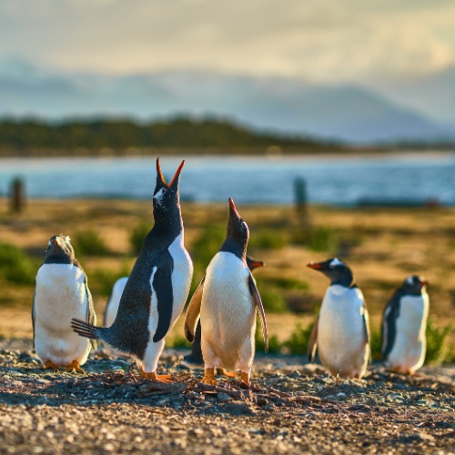 A group of penguins stands on a rocky shore by the sea. Two penguins have their beaks raised, appearing lively, with serene water and mountains in the background.