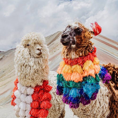 Two alpacas wearing colorful traditional woven decorations stand in front of a striped mountainous landscape under a cloudy sky.