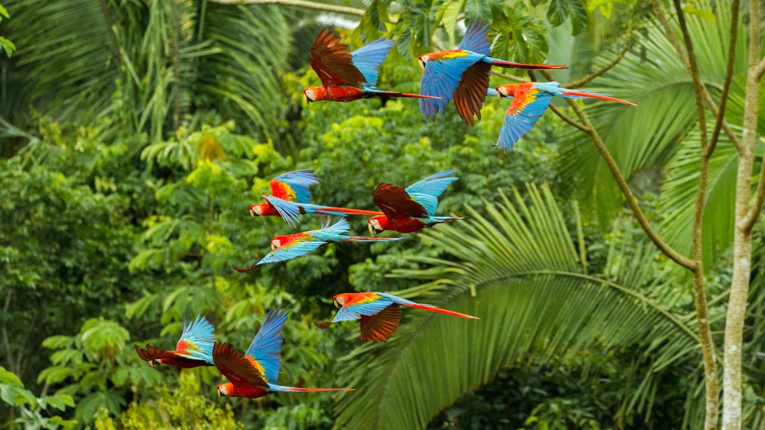 A vibrant flock of macaws with red, blue, and yellow plumage soars over lush green foliage, conveying a sense of freedom and natural beauty.