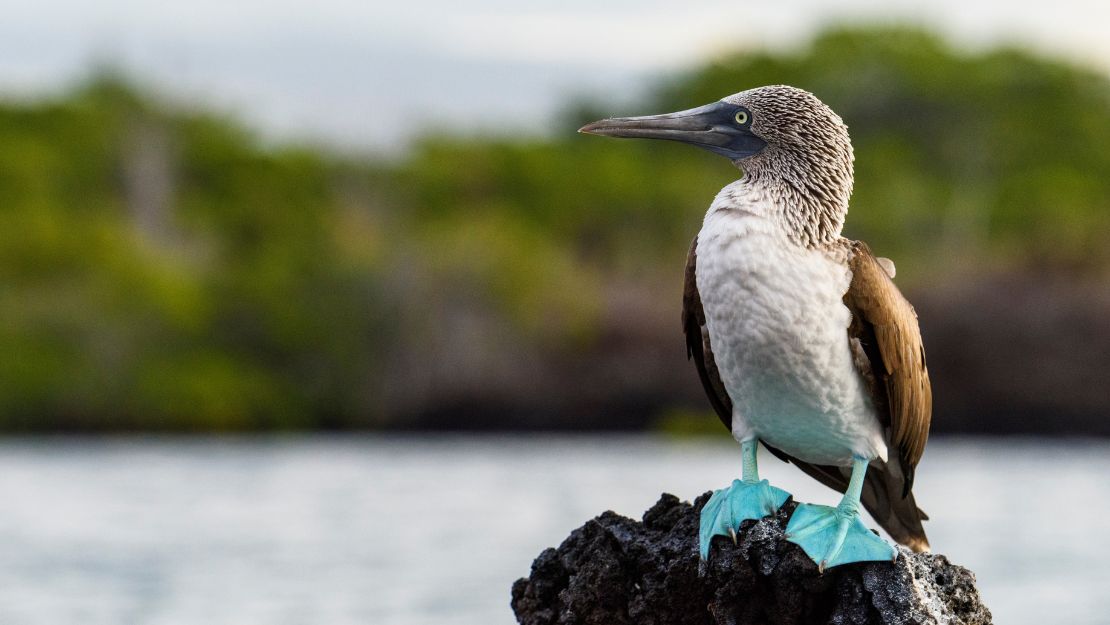 A blue-footed booby with distinctive blue feet and brown wings stands on a rock by the water, set against a blurred green and gray background.