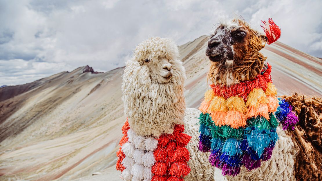 Two alpacas wearing colorful traditional woven decorations stand in front of a striped mountainous landscape under a cloudy sky.