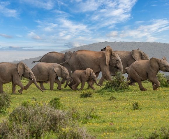 A herd of elephants, including adults and calves, strides across a lush green landscape under a blue sky, conveying a sense of movement and freedom.