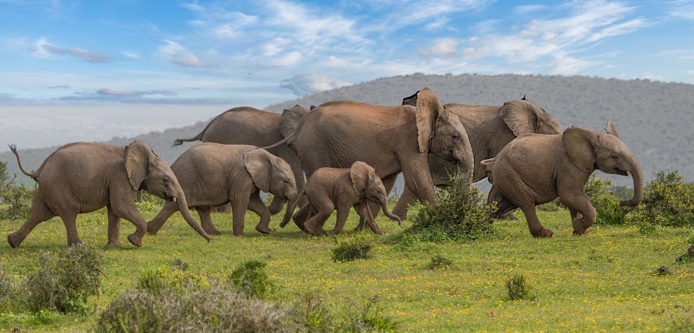 A herd of elephants, including adults and calves, strides across a lush green landscape under a blue sky, conveying a sense of movement and freedom.