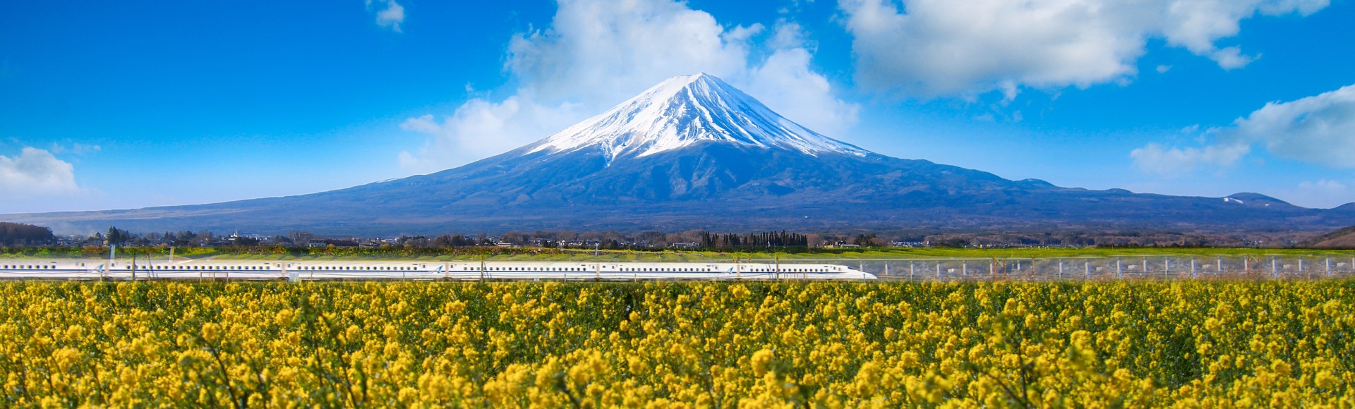 A snow-capped Mount Fuji under a bright blue sky, with fluffy clouds. A white Shinkansen train travels through a vibrant yellow field of blossoms.