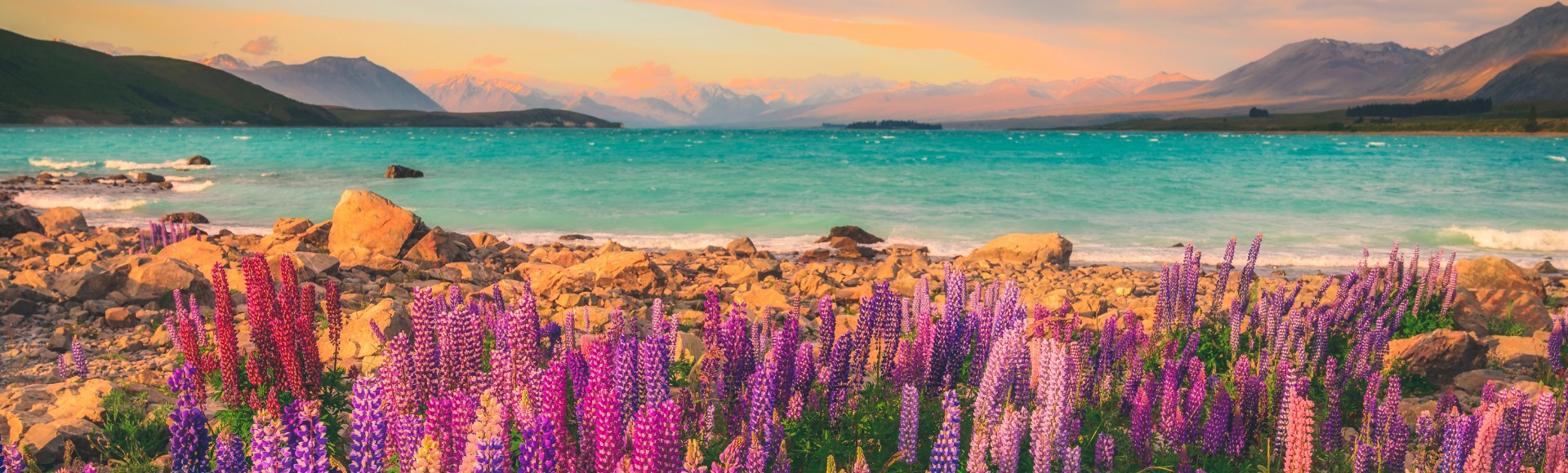 Vibrant purple and pink lupines in the foreground, rocky shore, turquoise lake, and distant mountains under a pastel sky at sunset create a serene landscape.