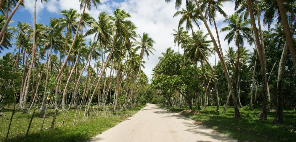 A narrow dirt road curves through a dense grove of tall, slender palm trees with lush green fronds under a bright, partly cloudy sky.