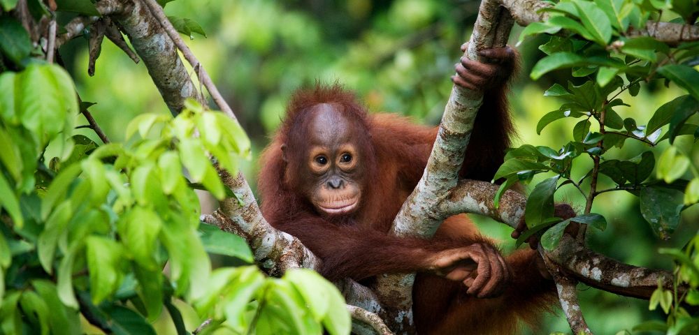 A young orangutan with reddish-brown fur rests comfortably on a tree branch, surrounded by lush green foliage.