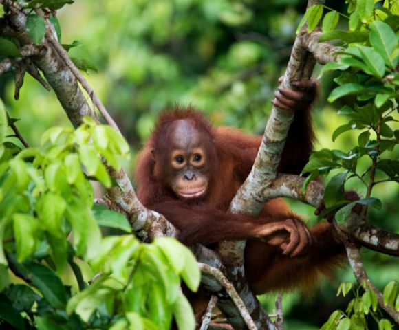 A young orangutan with reddish-brown fur rests comfortably on a tree branch, surrounded by lush green foliage.