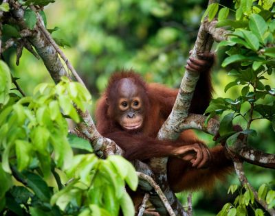 A young orangutan with reddish-brown fur rests comfortably on a tree branch, surrounded by lush green foliage.