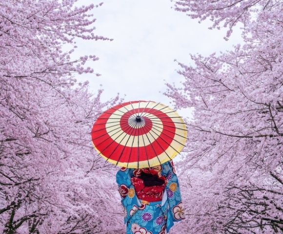 Cherry Blossom Suite Exploration of Japan & Korea - Hero Image