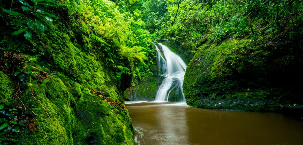 A lush, green forest surrounds a cascading waterfall flowing into a calm pool.