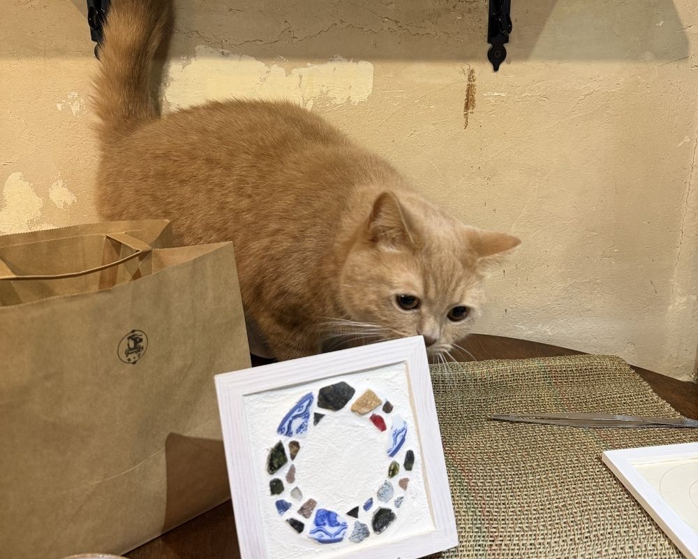 A light orange cat with large eyes peeks over the edge of a white frame.