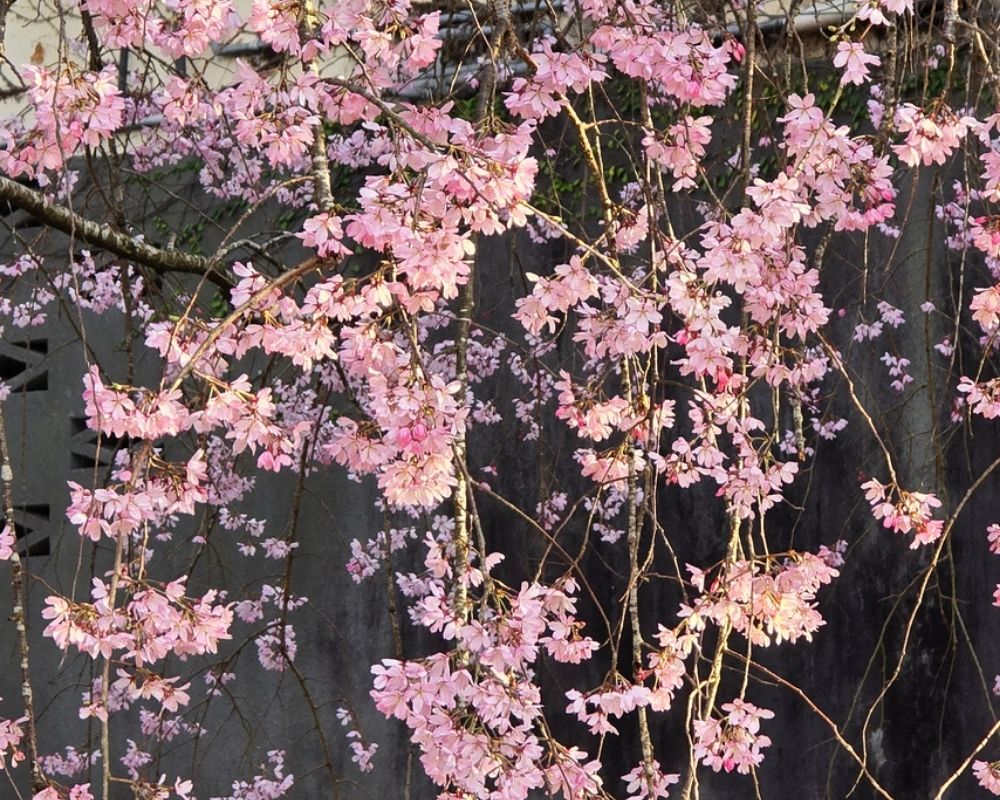 Weeping cherry blossoms in shades of pink hang from branches against a dark, textured background.