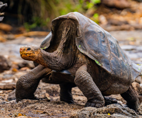 Galápagos Quest: Nine Isles of Adventure - Gallery Image