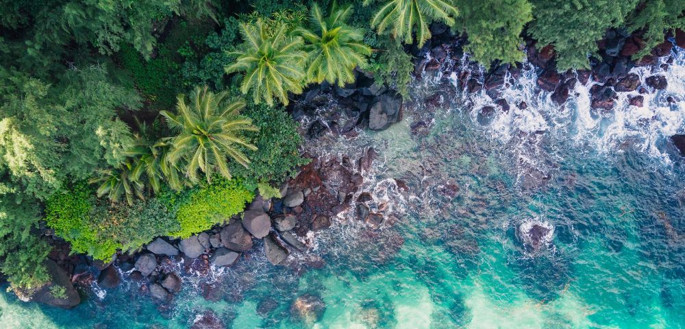 Aerial view of a lush green coastline with palm trees meeting a rocky shore and turquoise ocean waves crashing.