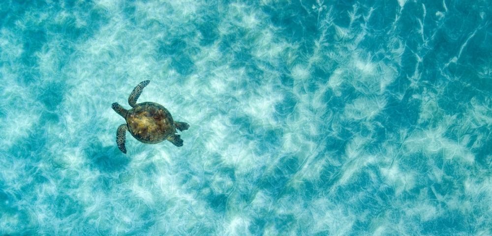 A sea turtle swims through clear, turquoise water above a sandy ocean floor.