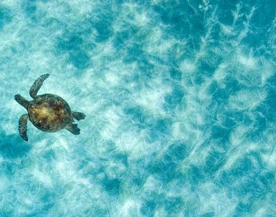 A sea turtle swims through clear, turquoise water above a sandy ocean floor.