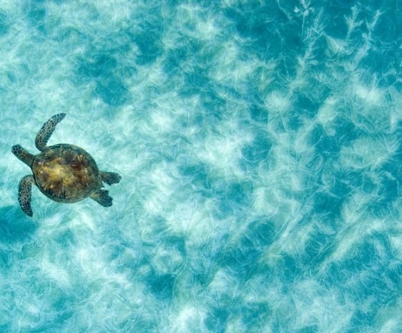A sea turtle swims through clear, turquoise water above a sandy ocean floor.