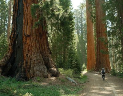 A hiker walks along a dirt path through a forest of massive, towering giant sequoia trees with thick, reddish-brown bark and green foliage above.