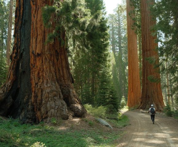 A hiker walks along a dirt path through a forest of massive, towering giant sequoia trees with thick, reddish-brown bark and green foliage above.