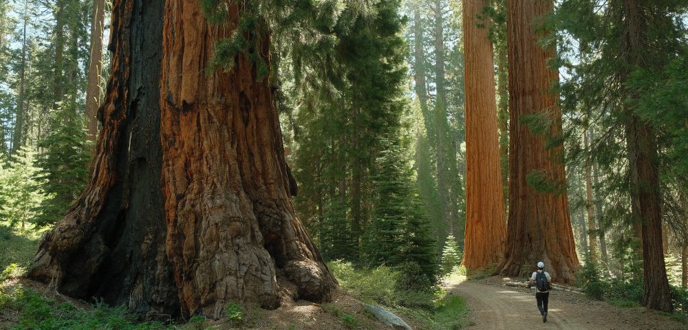 A hiker walks along a dirt path through a forest of massive, towering giant sequoia trees with thick, reddish-brown bark and green foliage above.