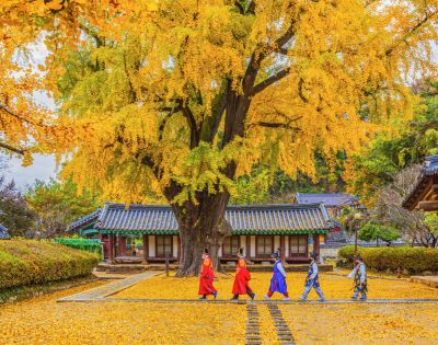 Four individuals in traditional clothing walk along a stone pathway covered in yellow ginkgo leaves. In the background, a large ginkgo tree with vibrant yellow foliage provides shade, while traditional buildings with tiled roofs are visible.