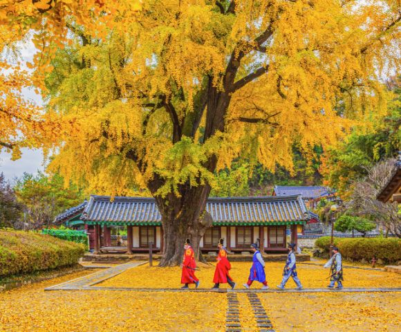 Four individuals in traditional clothing walk along a stone pathway covered in yellow ginkgo leaves. In the background, a large ginkgo tree with vibrant yellow foliage provides shade, while traditional buildings with tiled roofs are visible.