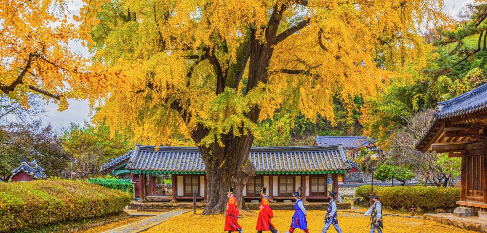 Four individuals in traditional clothing walk along a stone pathway covered in yellow ginkgo leaves. In the background, a large ginkgo tree with vibrant yellow foliage provides shade, while traditional buildings with tiled roofs are visible.