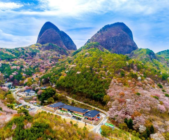 Aerial view of two large rocky mountains surrounded by lush green trees and an array of cherry blossoms in blooming pink. Below, a small village with traditional architecture sits among the colorful landscape, under a clear blue sky.