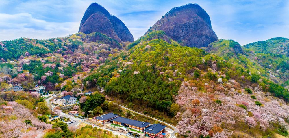 Aerial view of two large rocky mountains surrounded by lush green trees and an array of cherry blossoms in blooming pink. Below, a small village with traditional architecture sits among the colorful landscape, under a clear blue sky.