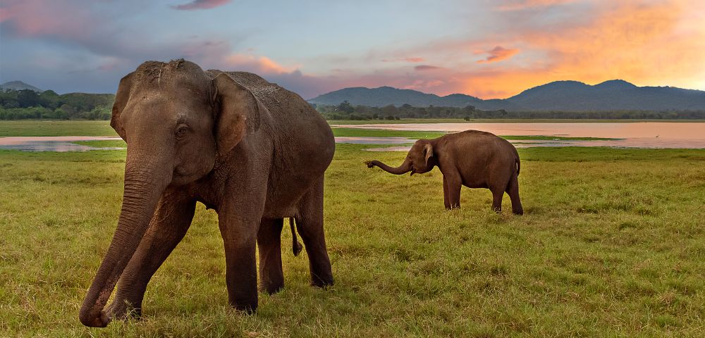 Two elephants graze in a grassy field with a lake and mountains in the background at sunset.