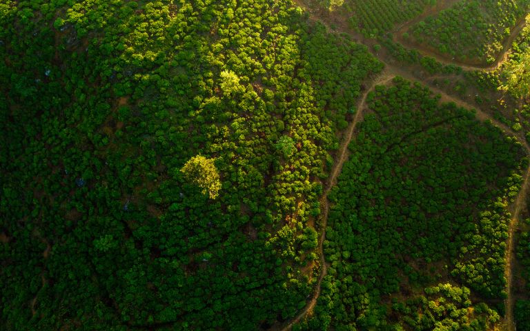 Panoramic aerial view of lush green tea plantations on a hillside, with winding paths visible between the rows of plants.
