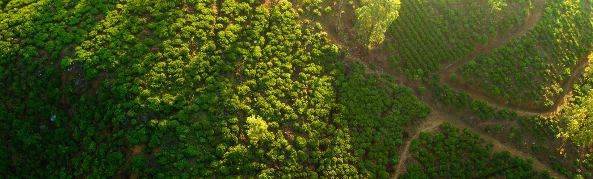 Panoramic aerial view of lush green tea plantations on a hillside, with winding paths visible between the rows of plants.