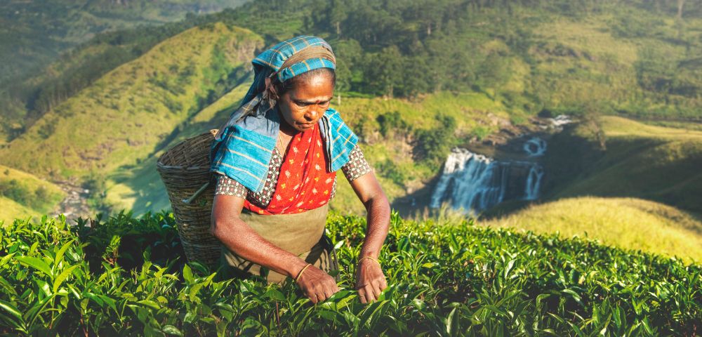 A person wearing a colorful headscarf and traditional clothing, with a basket on their back, is carefully picking tea leaves from lush green bushes on a hillside, with a waterfall cascading down a distant mountain in the background.