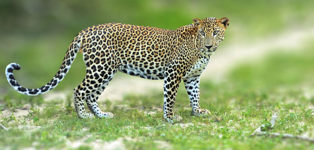 A full-body profile of a leopard standing on grassy ground, looking towards the viewer.