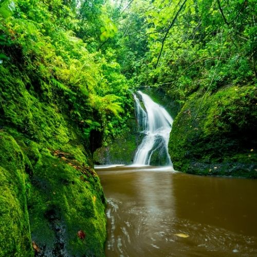 Small waterfall flowing through lush green moss-covered rocks and dense forest vegetation.